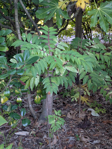 Toona sinensis