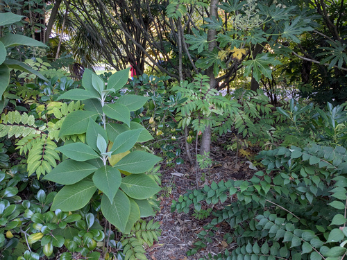 Toona sinensis