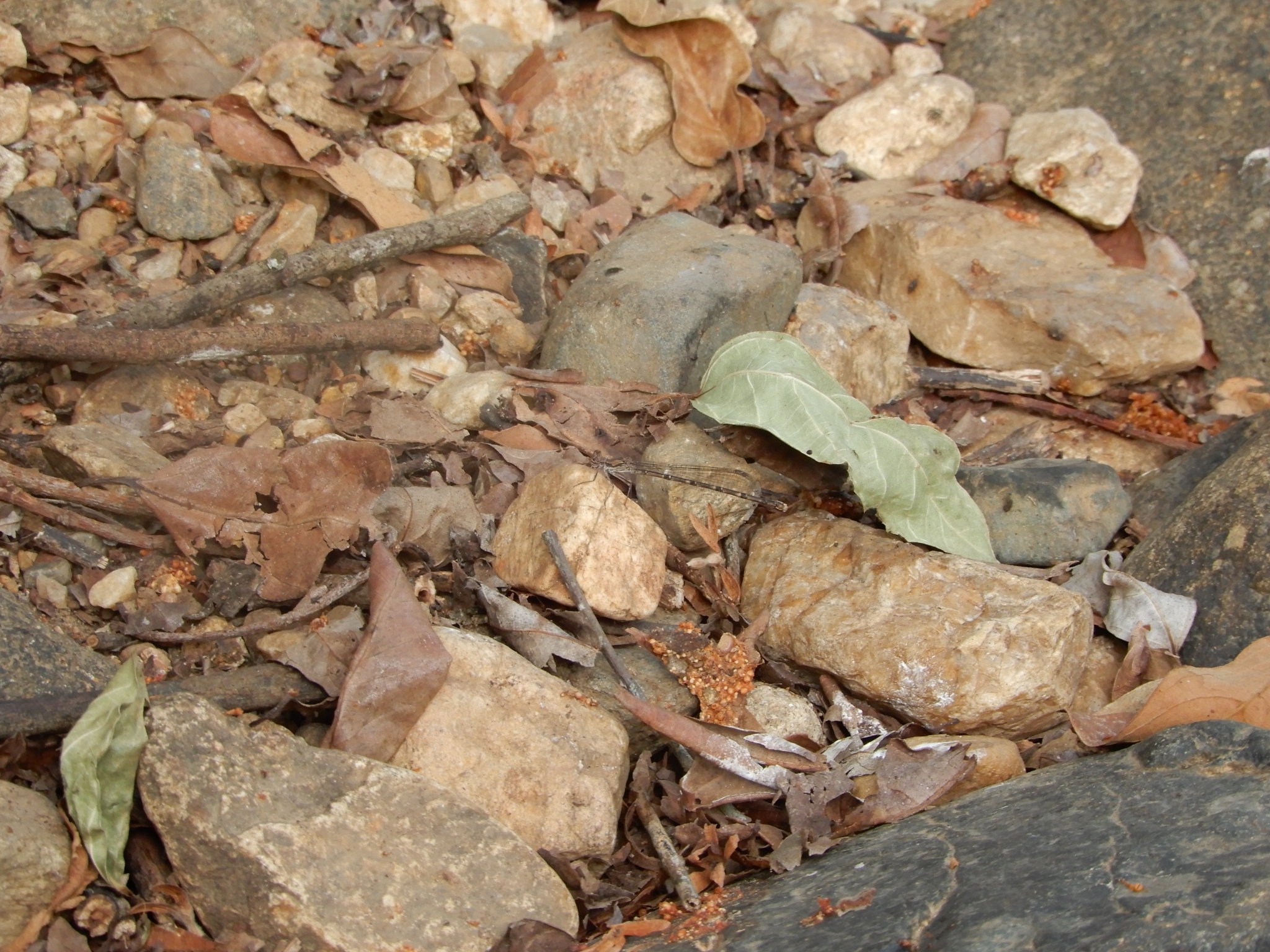 Black-Banded Threadtail