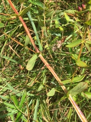 Hypericum tetrapterum