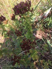 Hypericum tetrapterum