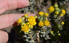 Euryops lateriflorus