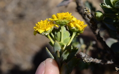 Euryops lateriflorus