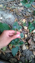 Scutellaria altissima