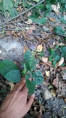 Scutellaria altissima