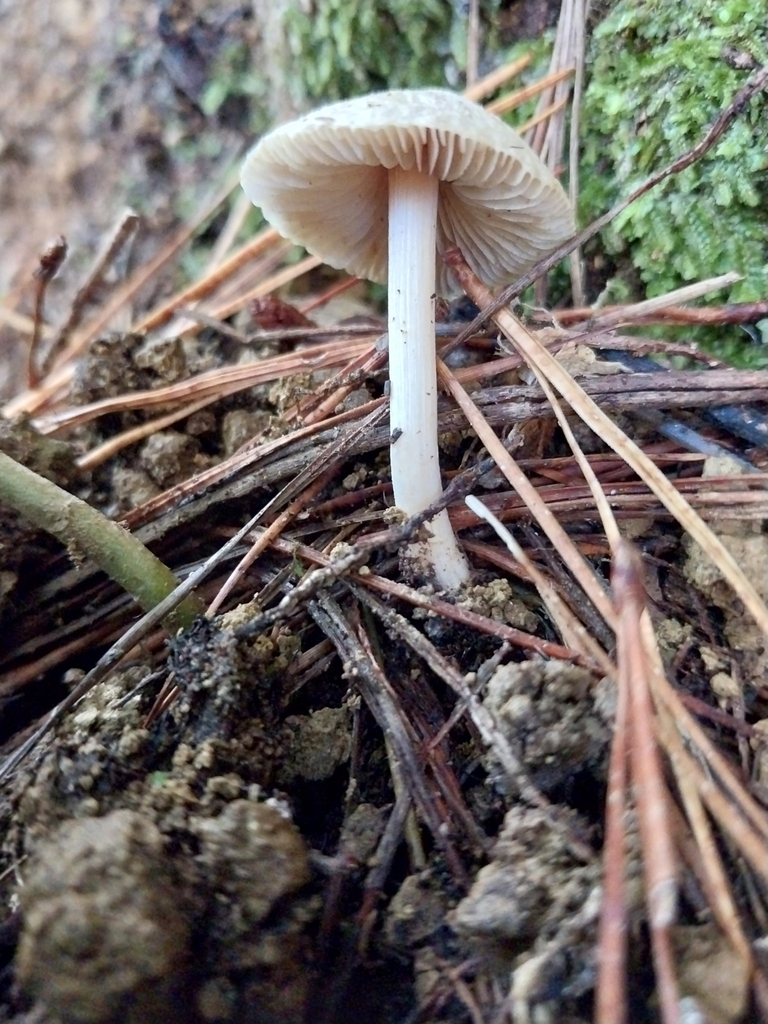 Inocybe sindonia · May 2025 · photo: © kiwialli (iNaturalist, cc-by)