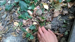 Scutellaria altissima