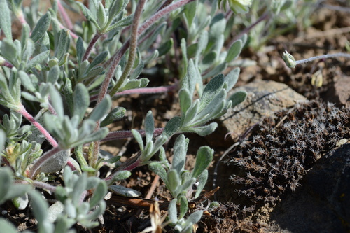 Image of Eriogonum douglasii by no rights reserved