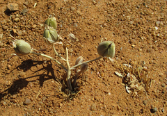 Albuca setosa image