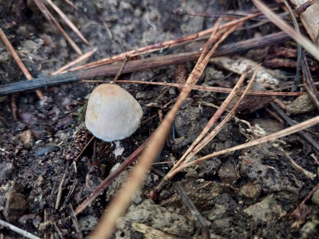 Inocybe sindonia · May 2025 · photo: © kiwialli (iNaturalist, cc-by)