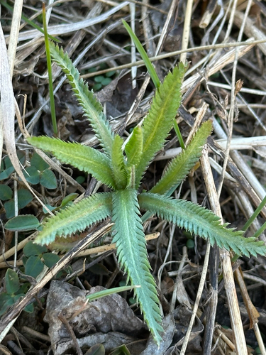 Chinese yarrow