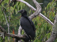 Coragyps atratus