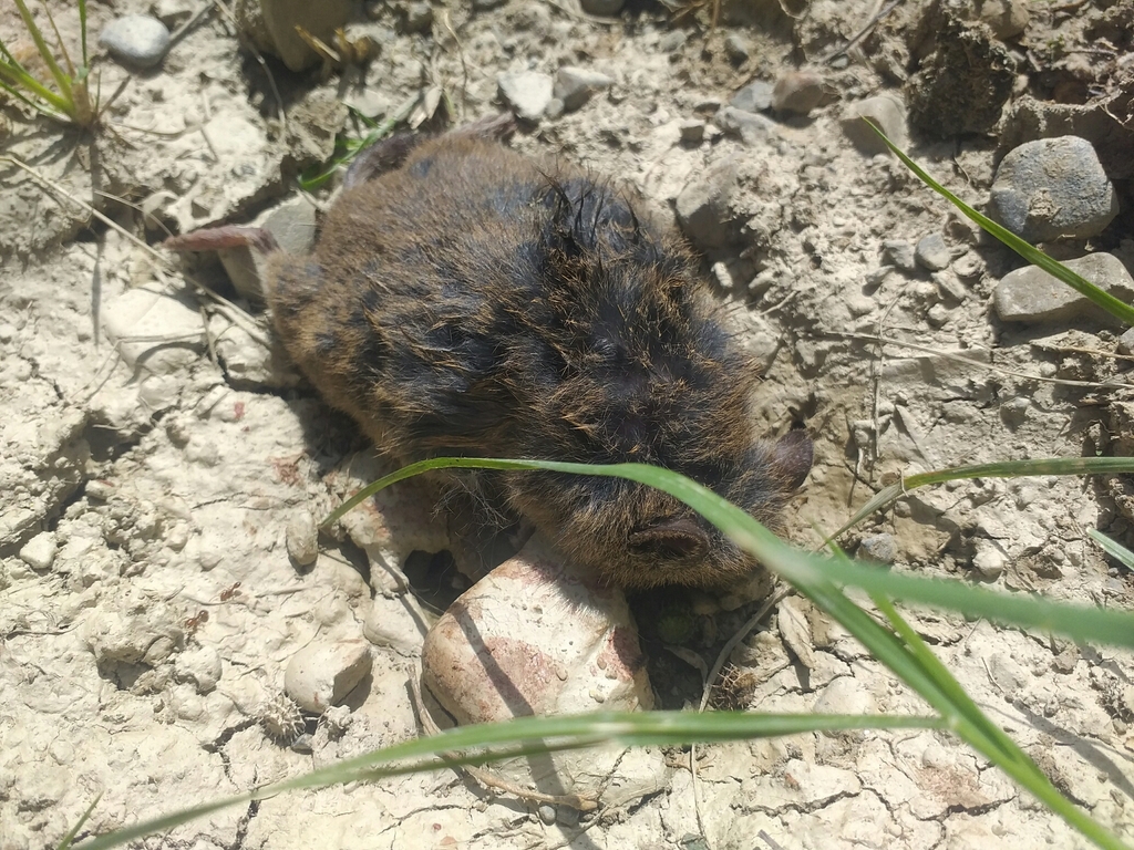 Bolivian Grass Mouse