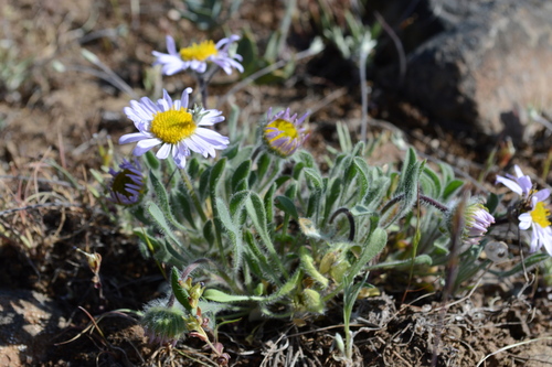 Image of Erigeron poliospermus by no rights reserved