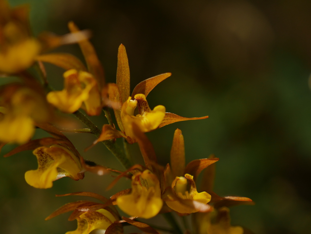 Dunn's Tainia