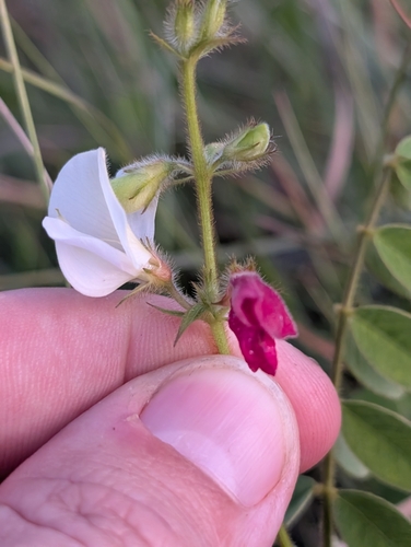 Image of Tephrosia spicata by (c) Scott Allen Davis, some rights reserved (CC BY)