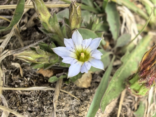 Gentiana squarrosa