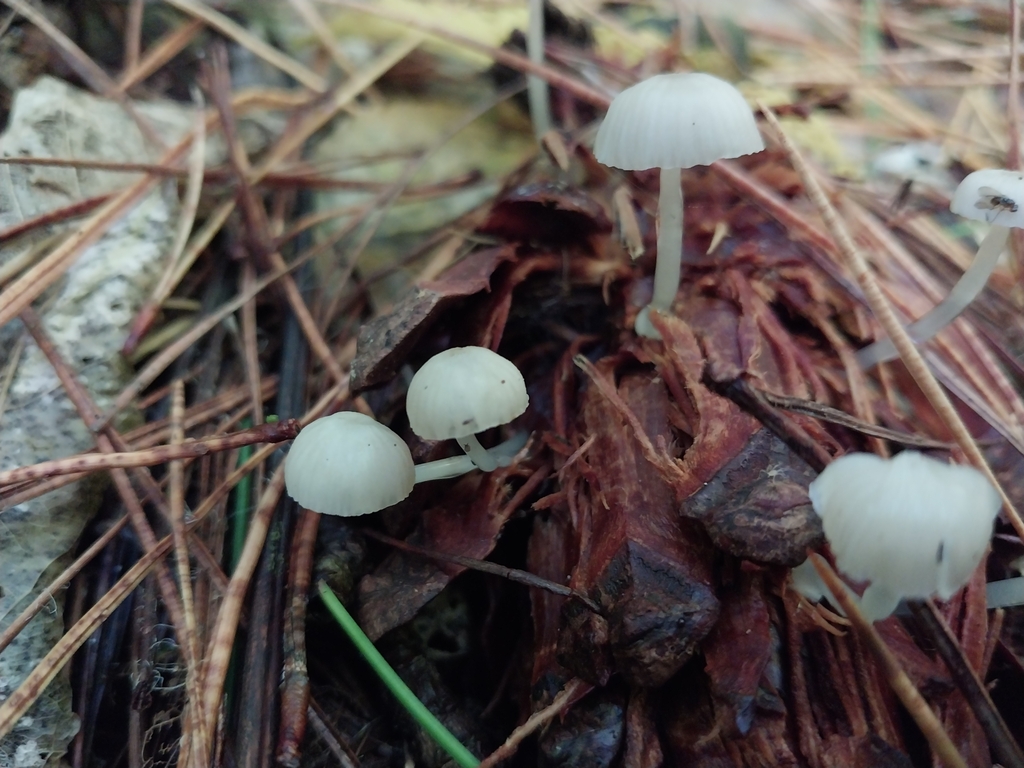 Roridomyces austrororidus · May 2025 · photo: © kiwialli (iNaturalist, cc-by)