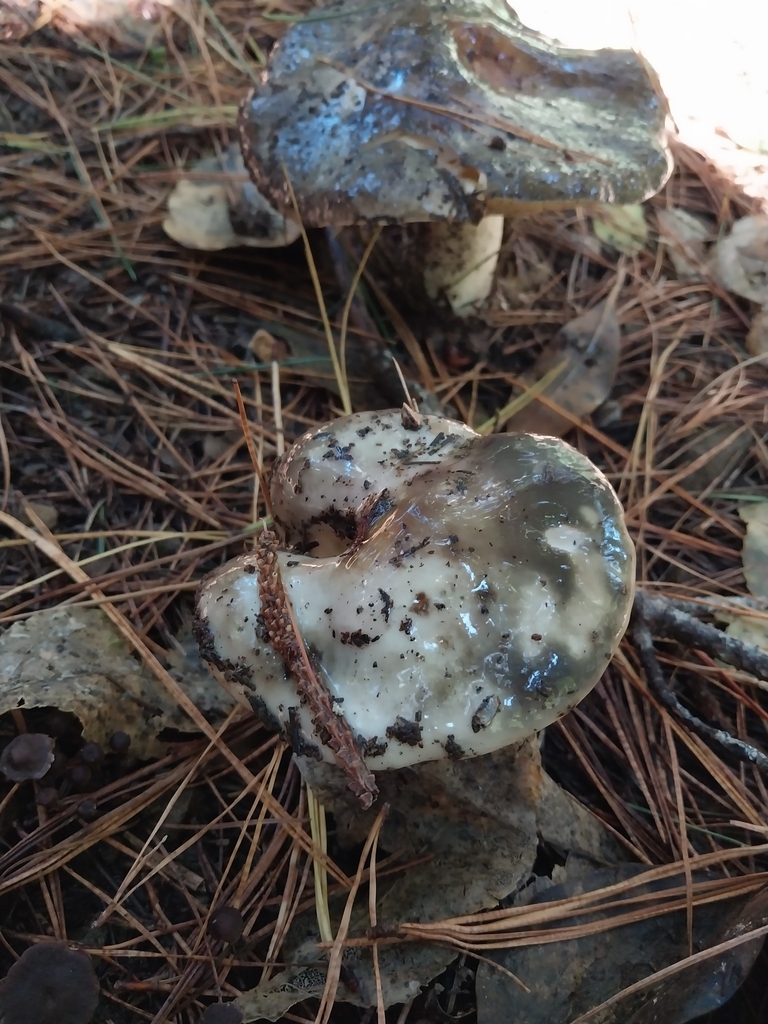 Suillus pungens · May 2025 · photo: © kiwialli (iNaturalist, cc-by)