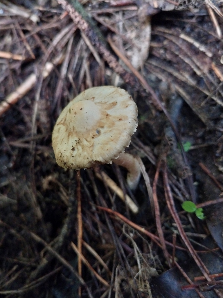Inocybe sindonia · May 2025 · photo: © kiwialli (iNaturalist, cc-by)