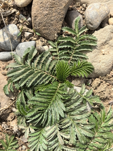 common silverweed