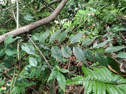 Zanthoxylum scandens iNat (2)