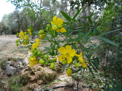 Senna corymbosa