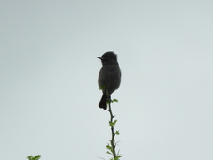 Knipolegus striaticeps