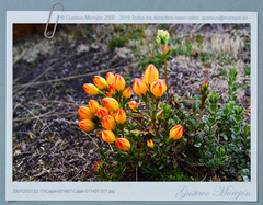 Gentianella hirculus