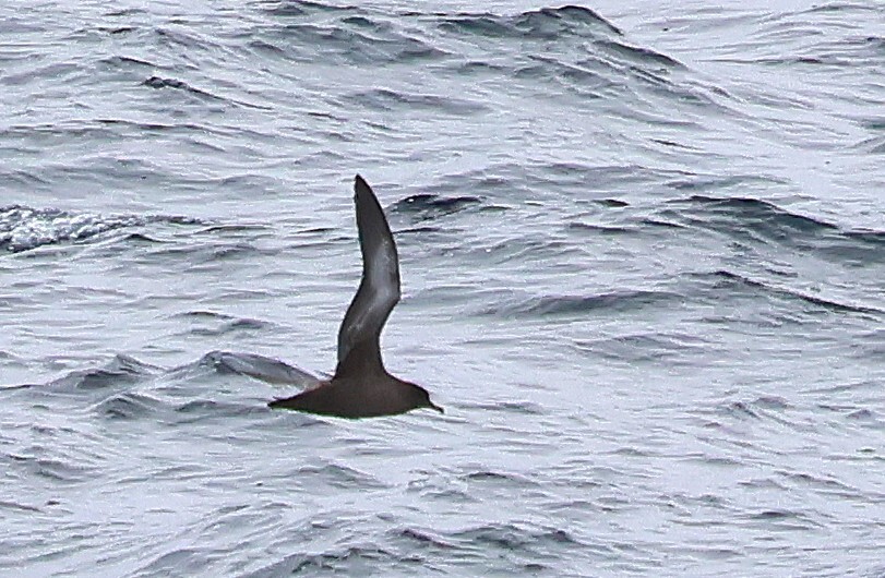Sooty Shearwater