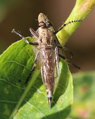 Tolmerus cingulatus