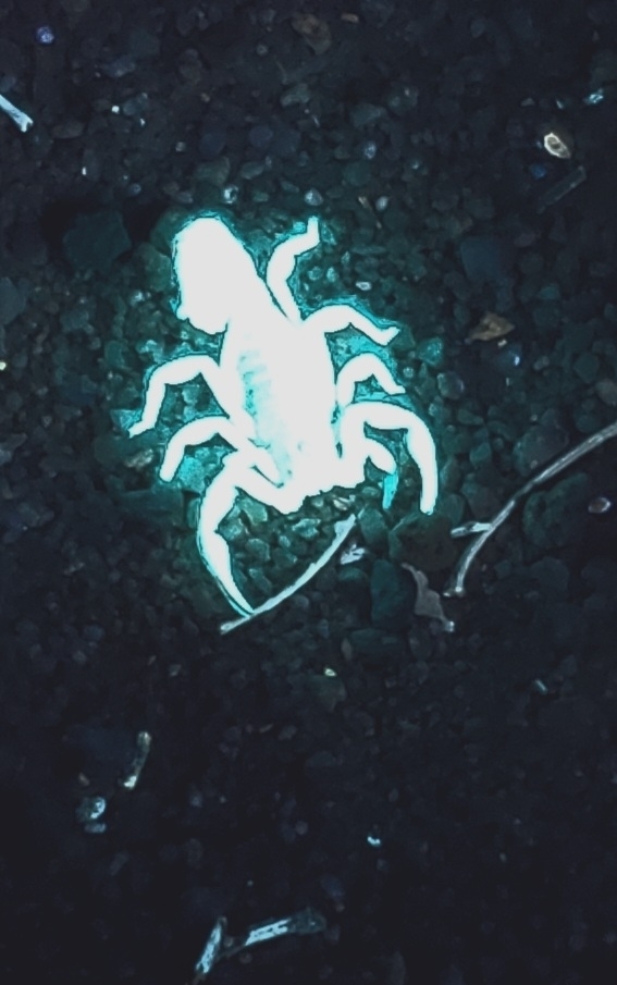 Stripe-tailed Scorpion
