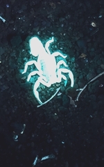 Stripe-tailed Scorpion
