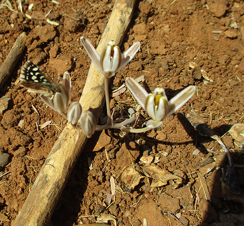 Albuca image