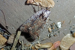 Eueretagrotis attentus