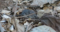 Peromyscus simulus