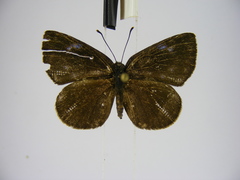 Hypophytala henleyi