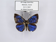 Hypophytala henleyi