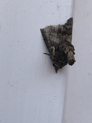 Paectes abrostoloides