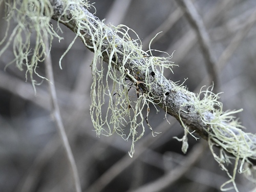 iNaturalist observation photo of bushy lichens
