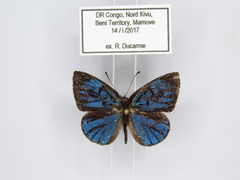 Hypophytala henleyi
