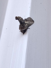 Paectes abrostoloides