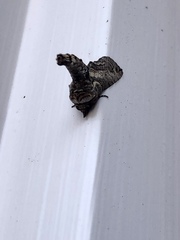 Paectes abrostoloides