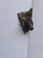 Paectes abrostoloides