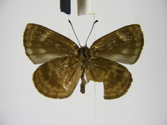 Hypophytala henleyi