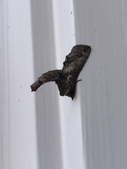 Paectes abrostoloides