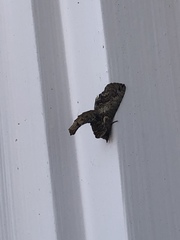 Paectes abrostoloides