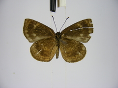 Hypophytala henleyi