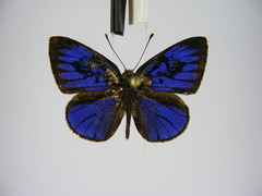 Hypophytala henleyi