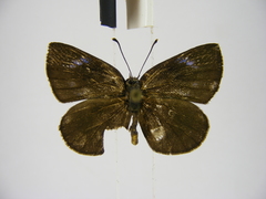Hypophytala henleyi